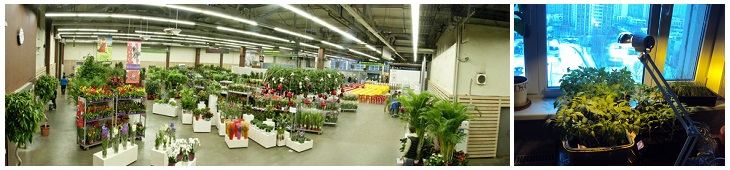 Купить фитосветильники и лампы для растений в Перьми