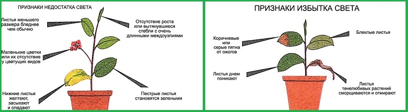 Фиитосветильники для ваших растений