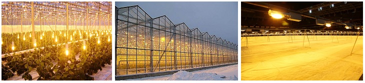 Купить лампы Дназ для растений в Санкт Петербурге