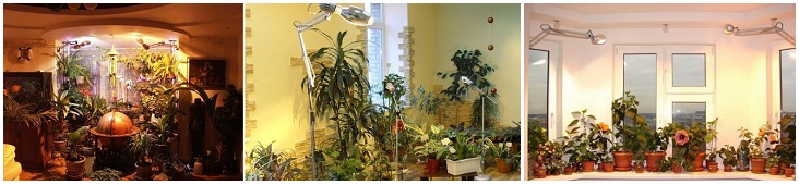Как выбрать лампу для растений для дома Новосибирск